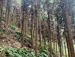 林業(yè)產(chǎn)業(yè)